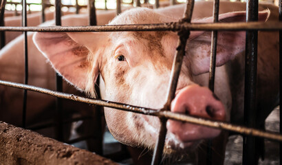 Portrait of cute breeder pig with dirty snout, Close-up of Pig's snout.Big pig on a farm in a...