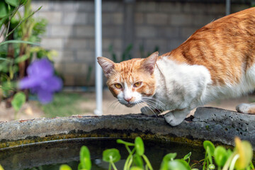 Cute chubby white chubby  orange cat standing pond edge in morning