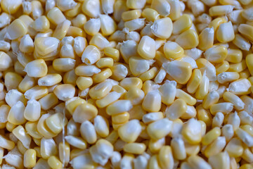 Corn kernels, which are white and yellow.Close up Corn Seed.