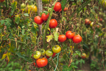 Homegrown tomatoes in garden.