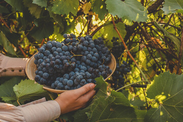 Harvest time. Bunch of grapes in the hands of the farmer