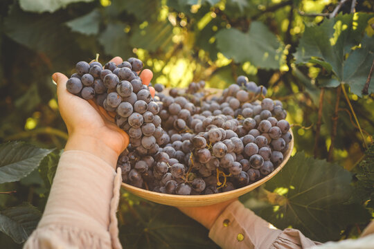 Harvest time. Bunch of grapes in the hands of the farmer - Powered by Adobe