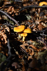 Chanterelles stand out in the autumn undergrowth with their beautiful yellow color
