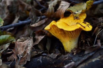 Chanterelles stand out in the autumn undergrowth with their beautiful yellow color