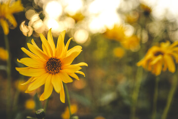 Beautiful autumn flowers in sunset background