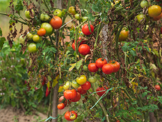 Homegrown tomatoes in garden.