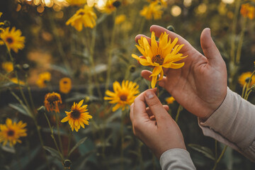 Beautiful flowers in the hands of a gardener, autumn mood