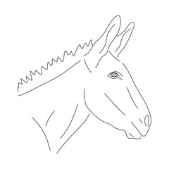 Donkey head illustration in hand drawn design. Vector editable stroke.