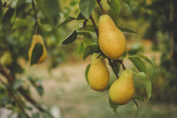 Ripe pears on a branch in the garden, harvest concept