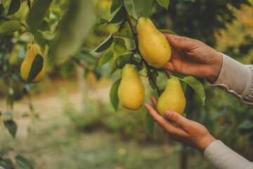 Pear harvest in an orchard; woman's hand picking up pear fruits on the background of fruit garden