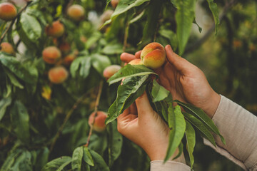 Harvesting peaches. Female hand touching fresh ripe peach on branch of peach tree in orchard
