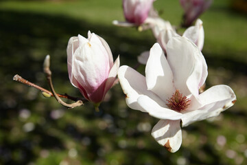 Blooming flower blossoms. 
