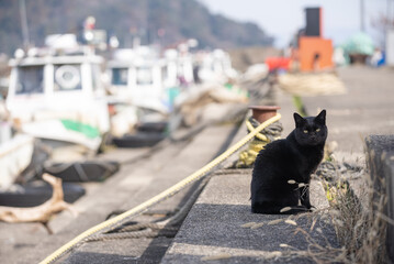 漁港の黒猫