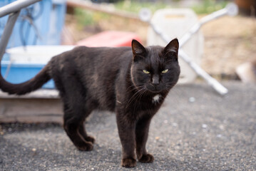 漁港の黒猫