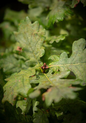 Oak tree leaves. 