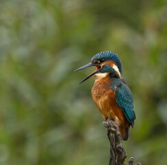 Common Kingfisher