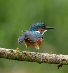 Common Kingfisher