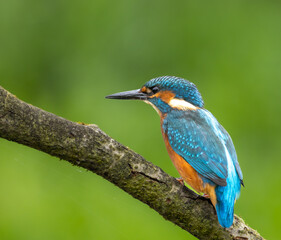 Common Kingfisher