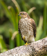 Eurasian Sparrowhawk