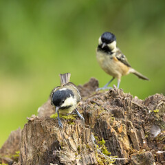 Coal tit