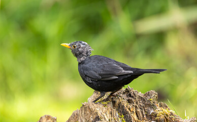 Blackbird showing pin feathers