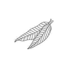 Mango leaf doodle hand drawing vector illustration in sketch art isolated on white background