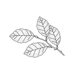 Vector Sketch Lemon leaves. Hand Drawn Botanical Illustrations. Black and white with line art isolated on white backgrounds