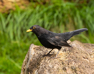 Blackbird showing pin feathers