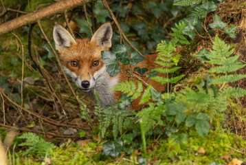 Red fox