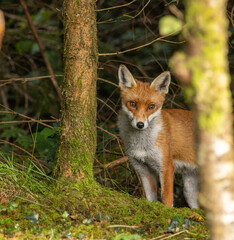 Fototapeta premium Red fox