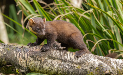 European Pine Marten