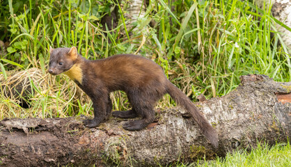 European Pine Marten