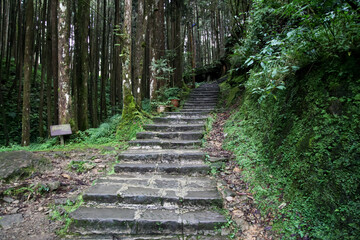 The walk way at Alishan national park area in Taiwan.