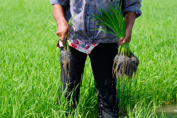 Farmers plant rice in the fields.