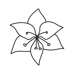 Amaryllis white tropical exotic flower blossom. Isolated vector botanical illustration