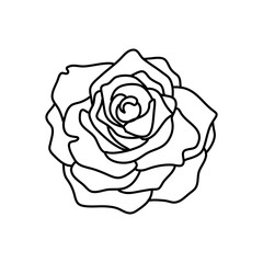 Hand drawn rose flower isolated on white background. stock vector illustration.
