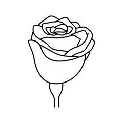 Hand drawn rose flower isolated on white background. stock vector illustration.