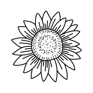 Vector Sunflowers illustration, Black and White Floral outline set isolated on white background.