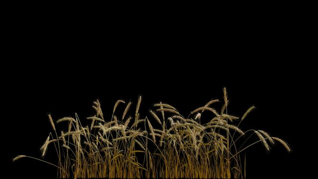 looped line of wheat on the wind, isolated on black background with alpha, seamless loop, great compositing element
