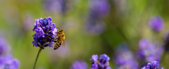Spring lavender flowers under sunlight. Bees pollinate flowers and collect pollen. Lavender honey. Beautiful landscape of nature with a panoramic view. Hi spring. long banner
