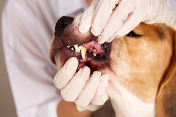 The veterinarian examines the dogs teeth, the dogs tartar, the veterinarian's hands in gloves. 