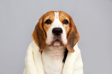 Wet beagle dog in a white towel after bathing on a grey isolated background. The concept of pet...