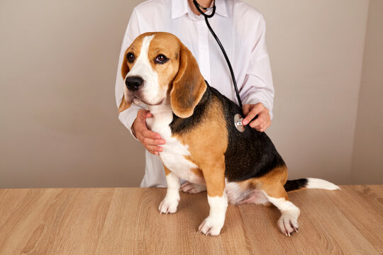 A veterinarian examines a beagle dog with a stethoscope at a veterinary clinic. Veterinarian doctor making check up of a dog. 