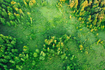 Autumn forest top view texture abstract autumn background