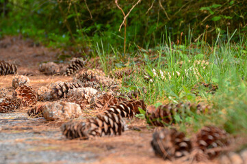Pine tree cones on the  ground in the forest