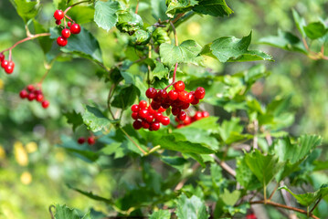 Branches with ripe viburnum berries against a background of green leaves.
