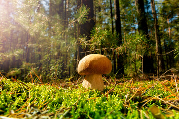 White mushroom in a pine autumn forest. Boletus Edulis. Edible mushroom, illuminated by the bright sun. Close-up. Soft focus.