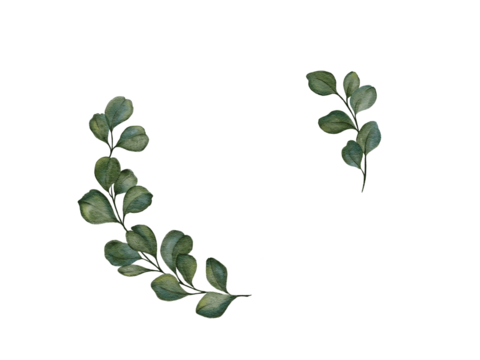Eucalyptus circle wreath, green leaves branches isolated on white,  Minimalist greenery botanical leaves,  Wedding logo gentle round border design