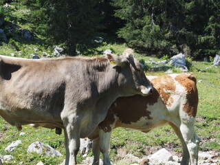 Kühe