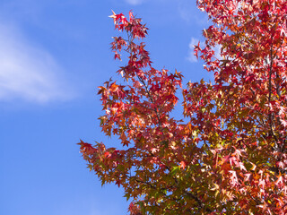 紅葉と青空